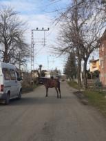 HAYVANLAR KULLANIP ATILACAK ÇÖP DEĞİL!