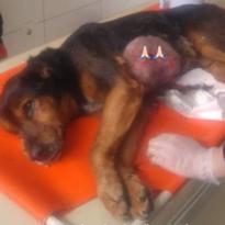 CANİLER KÖPEĞE ATEŞ ETTİ