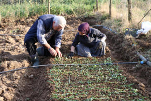 ORDU’DA SALEP ÜRETİMİNE BAŞLANDI