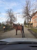 HAYVANLAR KULLANIP ATILACAK ÇÖP DEĞİL!