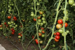 GÜLER’İN PROJESİ İLK MEYVESİNİ VERDİ