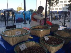 Fatsa Kestane Dönemine Girdi