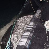 HAMSİ AVI YENİDEN BAŞLADI