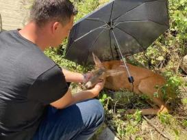 YOLA ATLAYAN CEYLANA BİR ARAÇ ÇARPTI