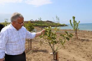 ÜNYE’DE ÇÖP ALANI MEYVE BAHÇESİ OLUYOR