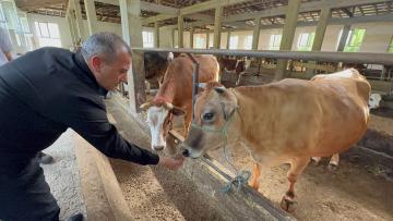 Vali Sonel, Çamaş İlçemizdeki Büyükbaş Hayvancılık İşletmesini Ziyaret Etti