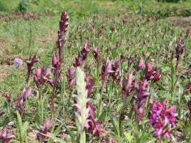 SALEP HASADI BAŞLADI