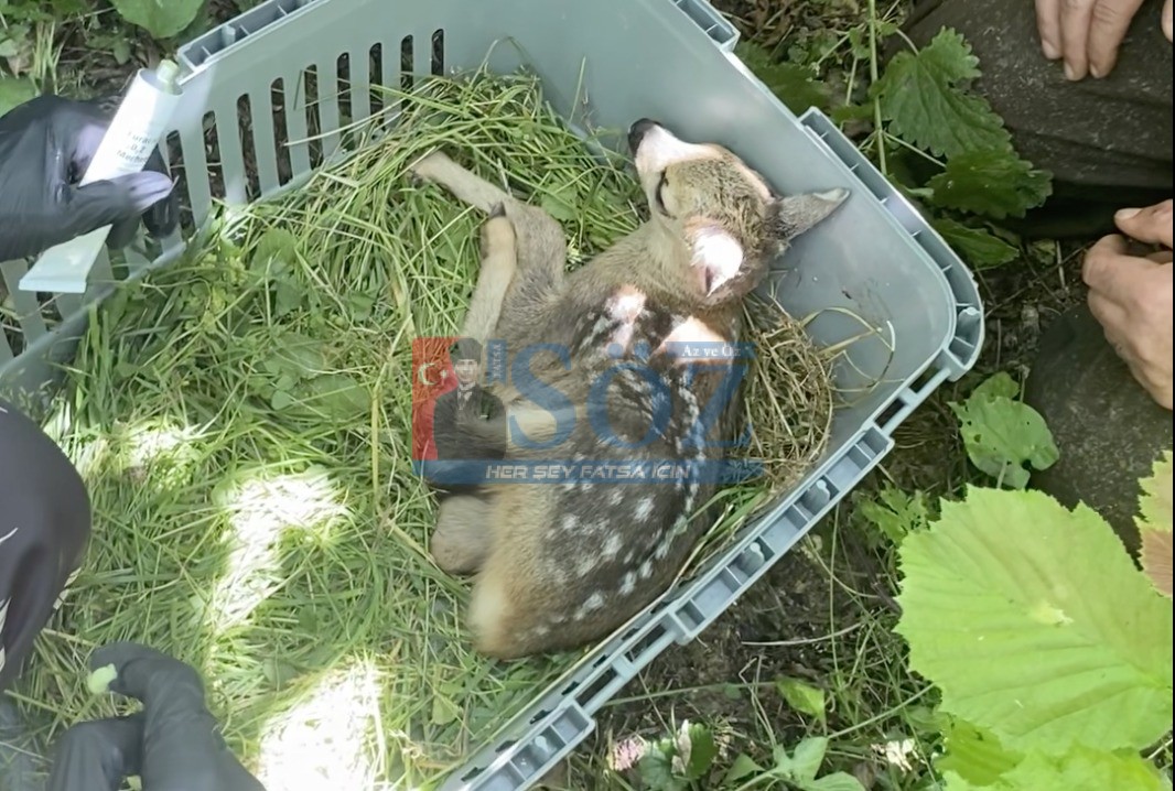 YARALI YAVRU KARACA TEDAVİSİNİN ARDINDAN DOĞAYA BIRAKILDI