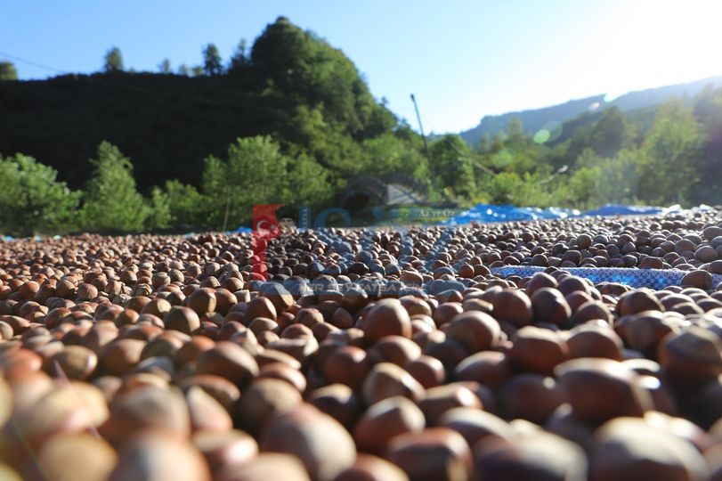 FİSKOBİRLİK FINDIK ALIMLARINA BAŞLADI