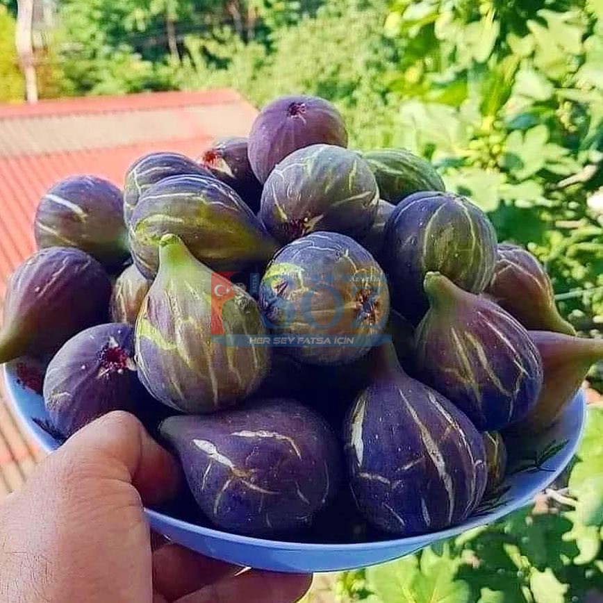 Dillere destan bu incir Fatsa’da yetişir…