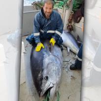 400 KİLOLUK ORKİNOS BALIĞI TUTTULAR…