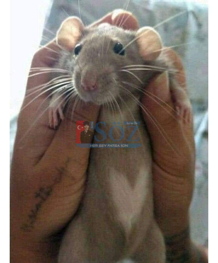 FARELERE BİR DE BU TARAFTAN BAKALIM