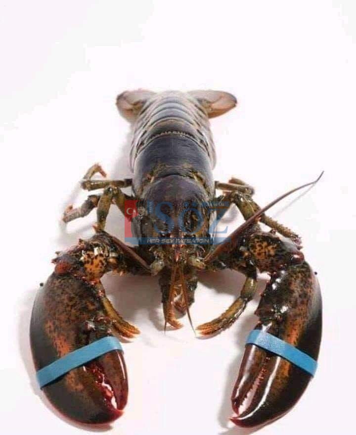 İNSANOĞLUNUN VAHŞETLERİNDEN BİRİ: İSTAKOZ YEMEĞİ