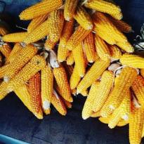 Mısırların asılma zamanı geldi