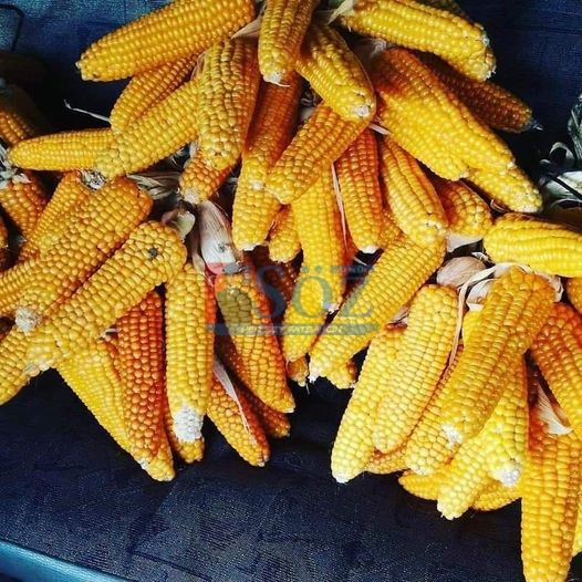 Mısırların asılma zamanı geldi