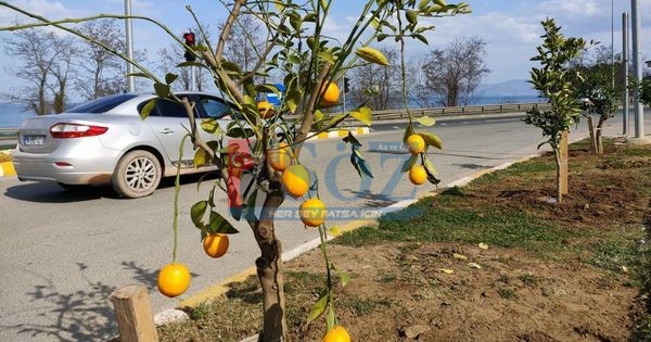 ORDU’DA YEŞİL SEFERBERLİK