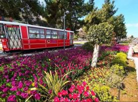 ORDU’DA GÖRSEL ŞÖLEN ORDU’DA LALELER AÇMAYA BAŞLADI