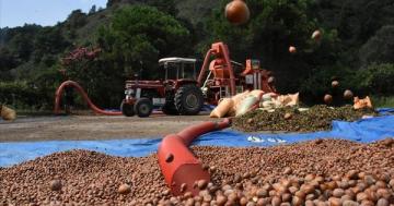 FINDIK YEVMİYESİ VE PATOZ FİYATLARI AÇIKLANDI