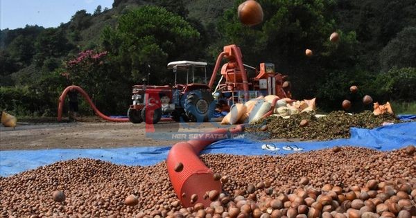 FINDIK YEVMİYESİ VE PATOZ FİYATLARI AÇIKLANDI