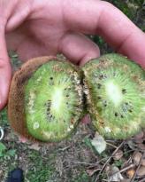 KİVİYE DE KOKARCAYLA MÜCADELE UYARISI GELDİ