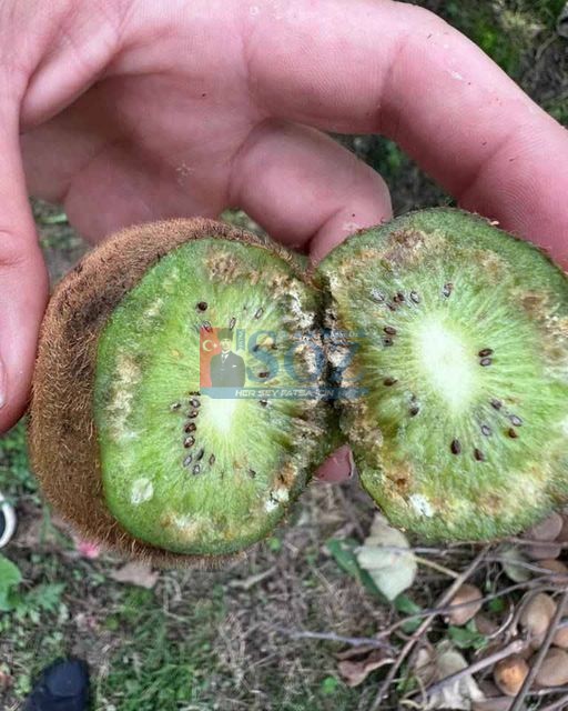 KİVİYE DE KOKARCAYLA MÜCADELE UYARISI GELDİ