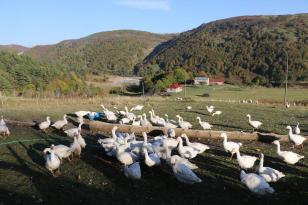 BAŞKAN GÜLER’İN TARIM ALANINDA YAPTIĞI ÇALIŞMALAR ‘ÜRETEN ORDU’ VİZYONUNU ORTAYA ÇIKARDI