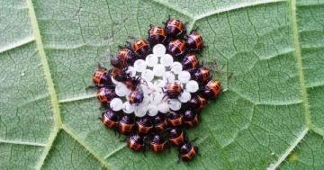 Ordu Tarım ve Orman Müdürlüğü üreticilere kokarca uyarısı