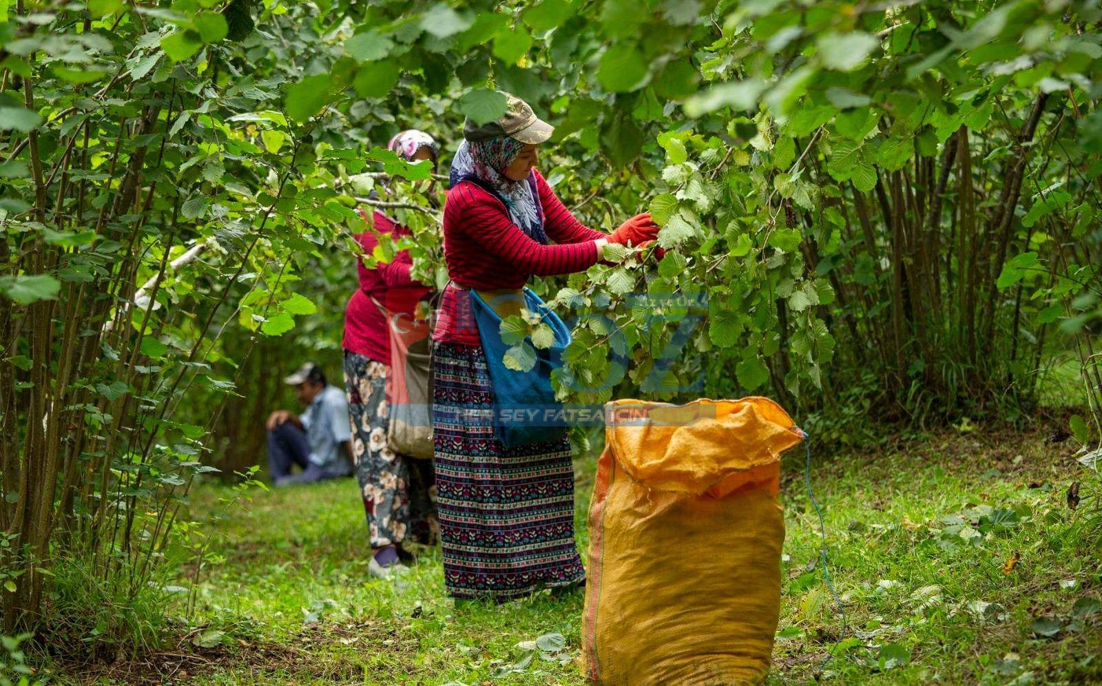 ORDU’NUN PARASI ORDU’DA KALIYOR   KAYITLARIN HIZLA DEVAM ETTİĞİ ‘FINDIK DALDA, AKLIN İŞÇİDE KALMASIN’ PROJESİNE ÜRETİCİ VE İŞCİLERDEN BÜYÜK İLGİ   1 HAFTALIK SÜREDE 521 İŞCİ VE 171 BAHÇE SAHİBİ PROJEDEN YARARLANDI  