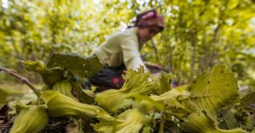 YENİ HASAT DÖNEMİ ÖNCESİ ÜRETİCİLER VE İŞÇİLERDEN PROJEYE BÜYÜK İLGİ