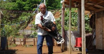 HİNDİ YETİŞTİRİCİLİĞİ GELİR KAPISI OLDU