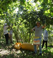 FINDIK HASADINDA REFORM