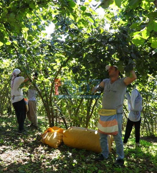 FINDIK HASADINDA REFORM