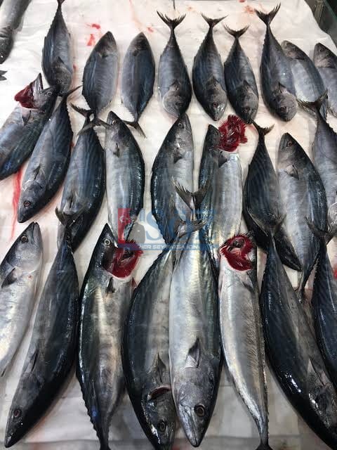 AV YASAĞI 1 EYLÜLDE BİTİYOR