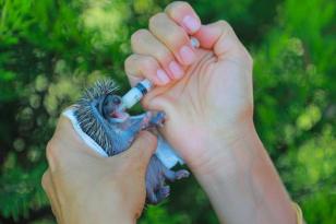 BAŞKAN KİBAR’IN DUYARLILIĞIYLA HAYATA DÖNEN YAVRU KİRPİLER