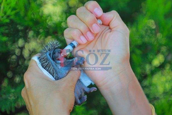 BAŞKAN KİBAR’IN DUYARLILIĞIYLA HAYATA DÖNEN YAVRU KİRPİLER