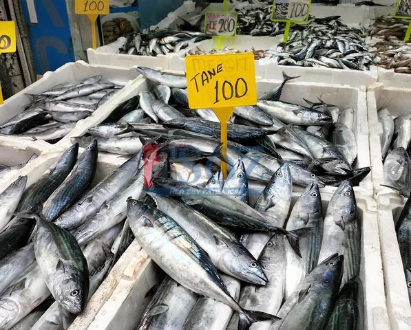 Sezonun ilk palamutları ilçemizde balıkçı tezgahlarında kendisini gösterdi.