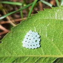 Kokarcalar üremeye devam ediyorlar.