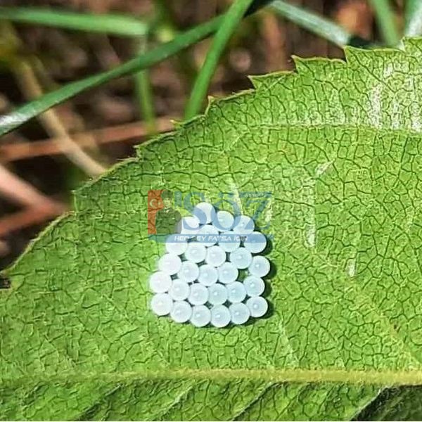 Kokarcalar üremeye devam ediyorlar.