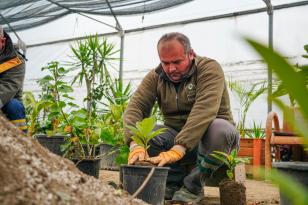 FATSA BELEDİYESİ’NDEN YEŞİL ALANLARA ÖZENLİ HAZIRLIK
