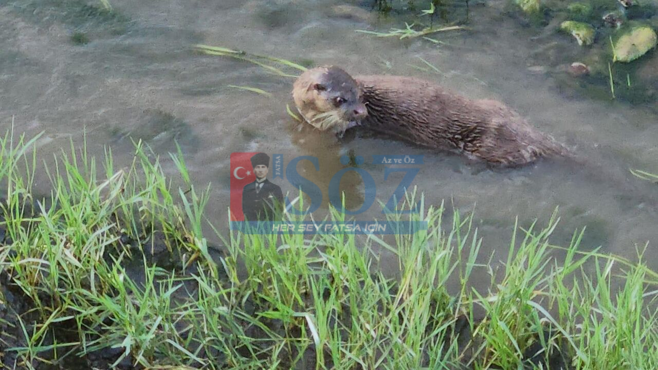 MELET IRMAĞI’IN MİSAFİRİ: SU SAMURU GÖRÜNTÜLENDİ