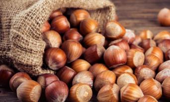 ORDU’DA FINDIK FİYATLARI DÜŞÜŞTE!