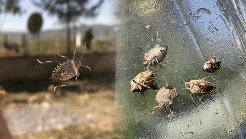 KARADENİZ’İN ŞEHİRLERİ KOKARCA İSTİLASI ALTINDA | EVLERİ ARAÇLARI MESKEN TUTTULAR