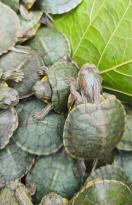 BOLU’DA YASA DIŞI KAPLUMBAĞA TİCARETİ ENGELLENDİ: 500 KIRMIZI BENEKLİ SU KAPLUMBAĞASI ELE GEÇİRİLDİ