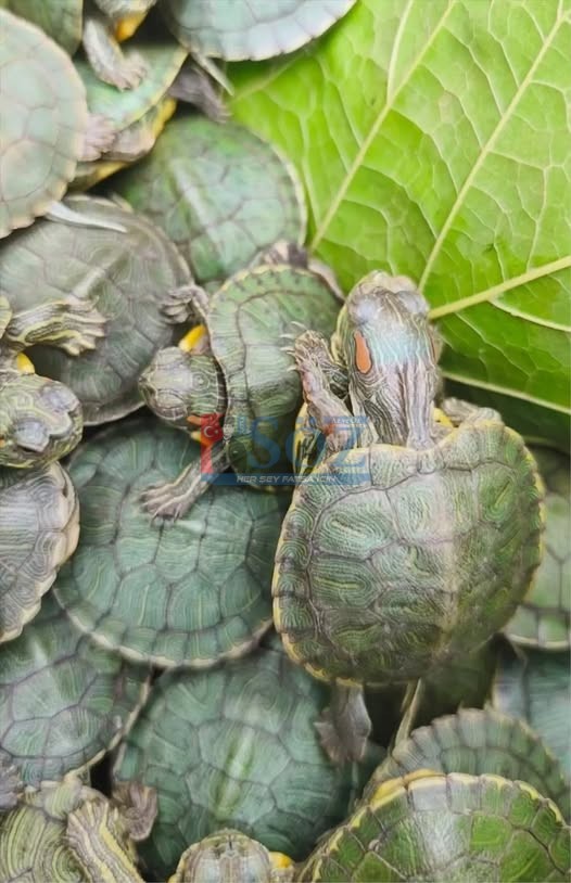 BOLU’DA YASA DIŞI KAPLUMBAĞA TİCARETİ ENGELLENDİ: 500 KIRMIZI BENEKLİ SU KAPLUMBAĞASI ELE GEÇİRİLDİ