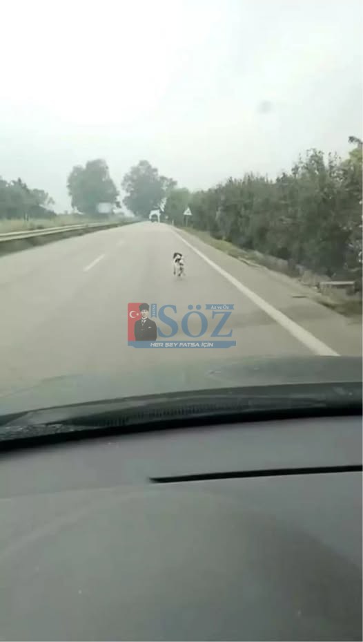 YAĞMURDA KOŞAN TERKEDİLMİŞ KÖPEK DUYGULANDIRDI