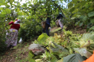 FINDIKTA VERİM VE RANDIMAN ARTACAK