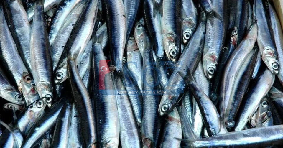 ORDU’DA HAMSİ AVCILIĞI SIKI DENETİM ALTINDA