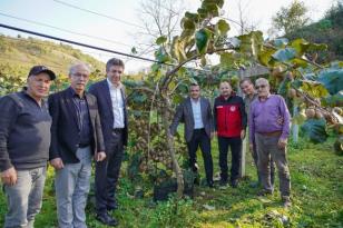 FATSA’DA KİVİ HASADI BEREKETİ