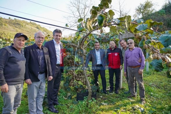 FATSA’DA KİVİ HASADI BEREKETİ