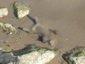 ALTINORDU SAHİLİNDE ŞAŞIRTAN MANZARA : KUMLARIN ÜZERİNDE AYI YAVRUSU BULUNDU